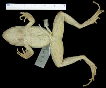 Media type: image; Herpetology A-9427